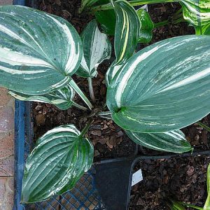 Colored Muffin (Колоред Маффин)