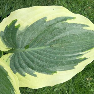 For Loved Ones (Фо Ловед Уанс)