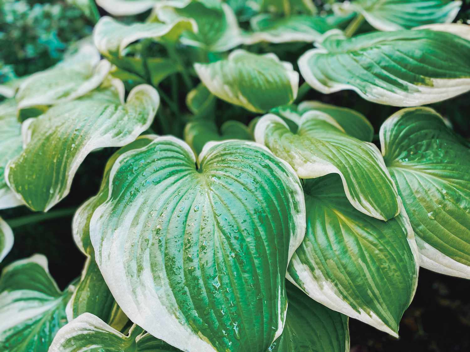 Хоста Captain's Adventure с кремовым центром и зелёными штрихами