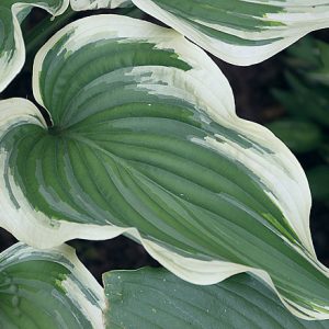 Grace Wins (Грейс Винс)