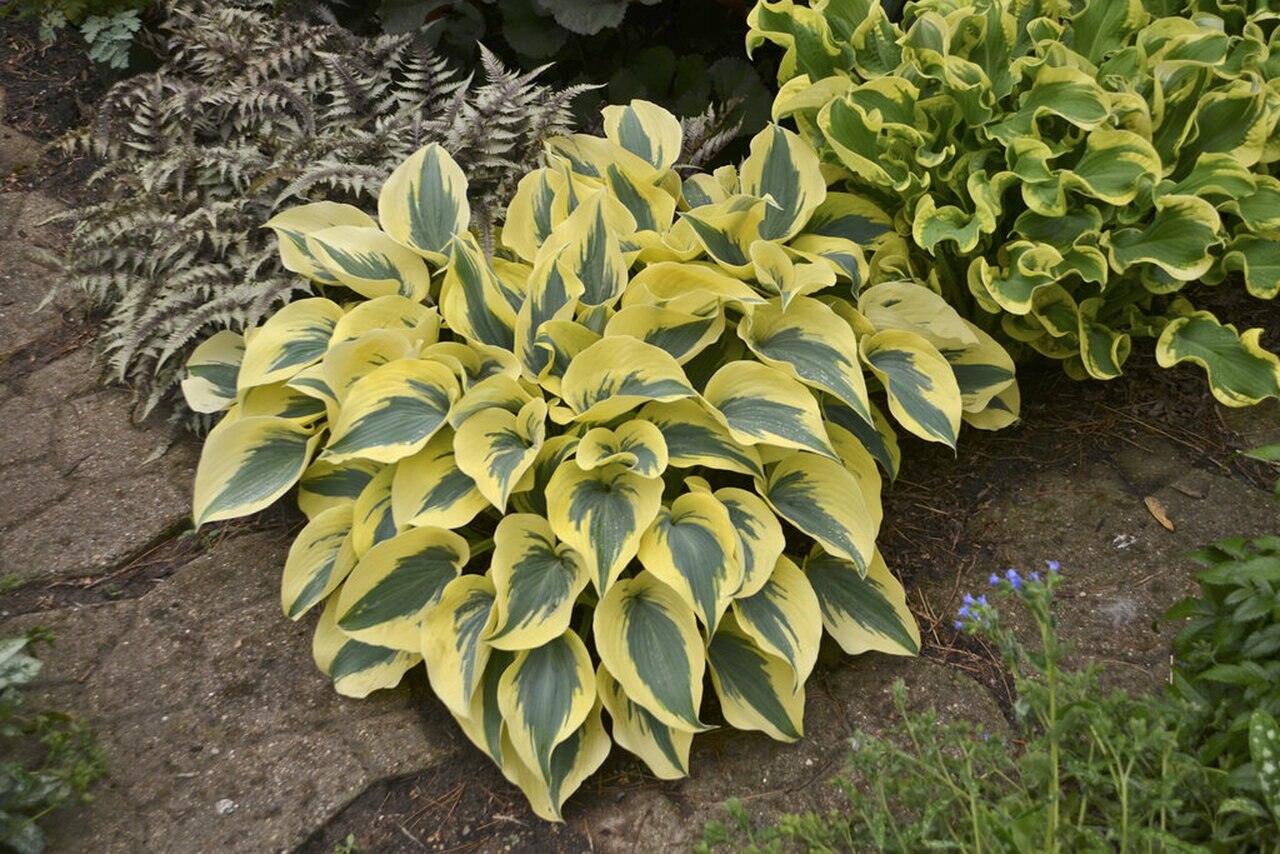Хоста Autumn Frost рядом с другими растениями
