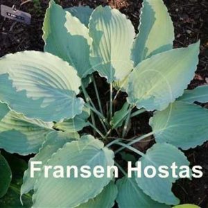 Chiller (Чиллер)