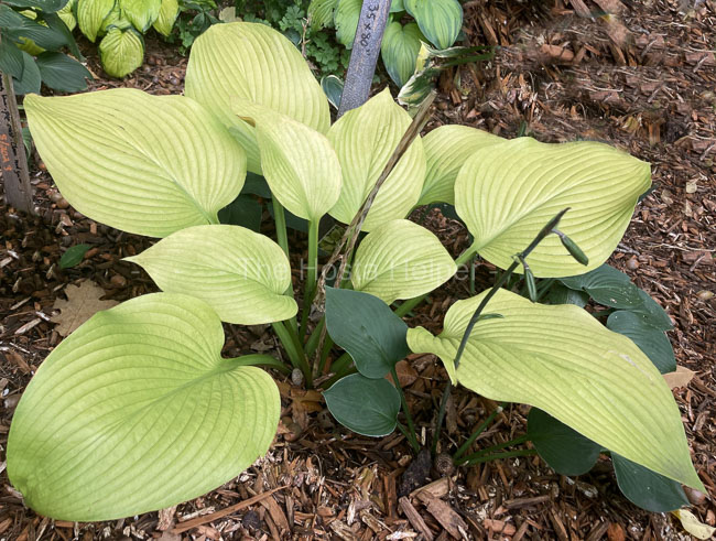 Hosta_Age_of_Gold