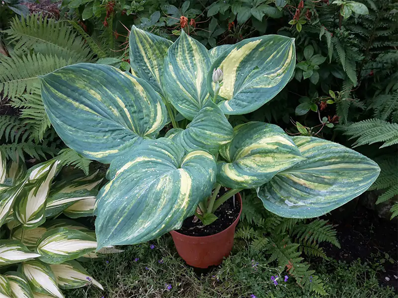 Хоста стрикеты