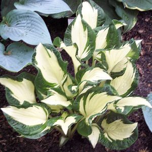 Ice Castle (Айс Кастл)