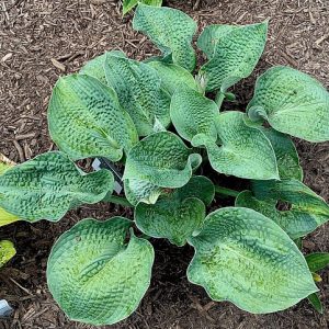 Jersey Green Kale (Джерси Грин Кел)