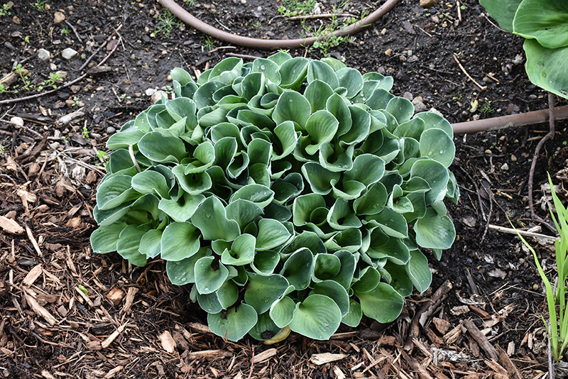 Хоста Blue Mouse Ears после дождя с каплями на листьях