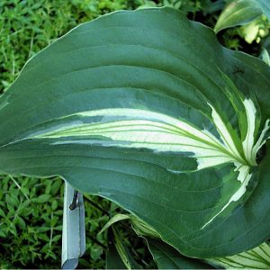 Light Hearted (Лайт Хард)