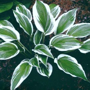 Tomo Yuki (Томо Юкки)