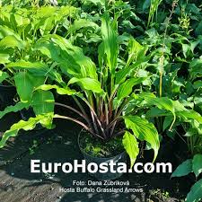 Buffalo Grassing Arrows (Буффало Грасинг Эриус)