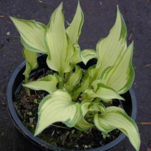 Chelsea Babe (Челси Бейб)