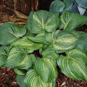 Diane Gray Dalton (Диана Грей Далтон)