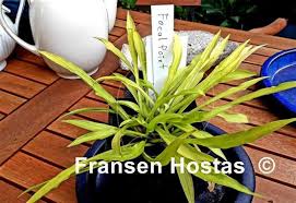 Focal Point (Фокал Поинт)