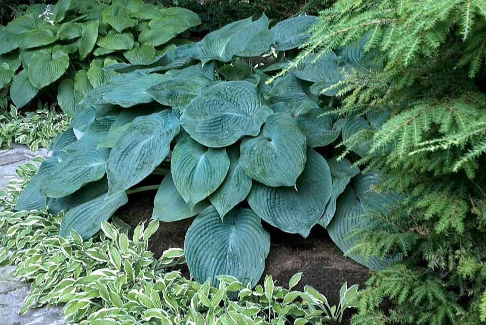 Хоста Blue Angel