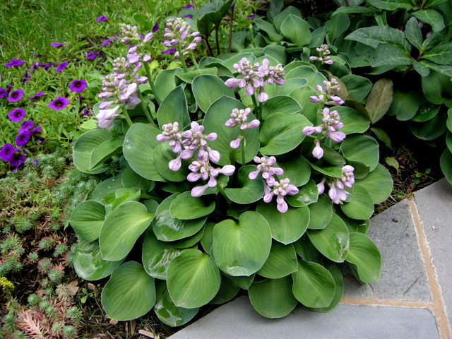 Мини-хоста Blue Mouse Ears в композиции