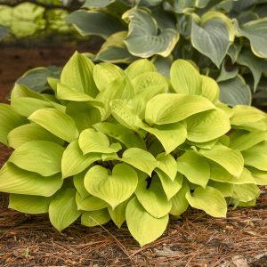 Хоста Fire Island