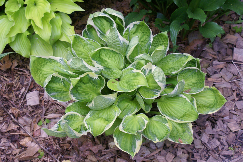 Хоста Captain's Adventure