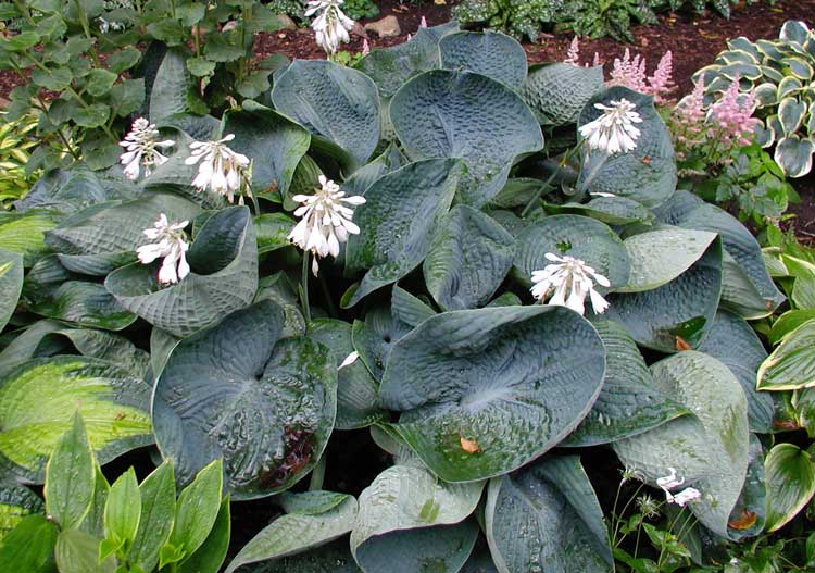 Хоста Abiqua Drinking Gourd с белыми цветами