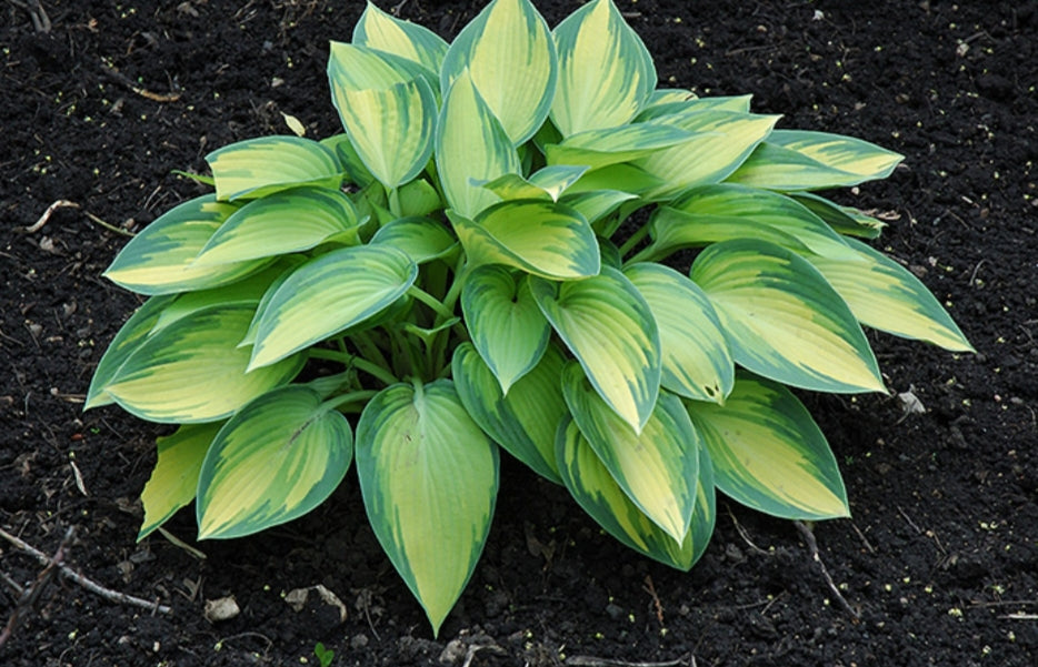 Хоста June — типичный Small размер