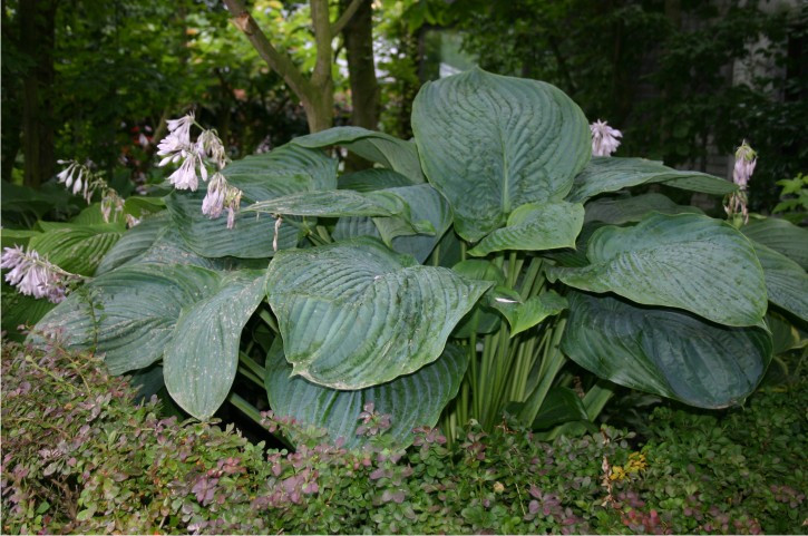 Empress Wu в полном размере