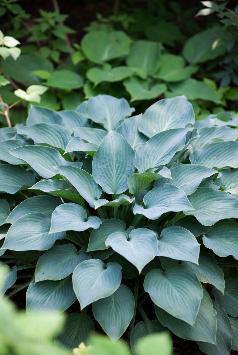Хоста Halcyon в саду — плотный голубой куст