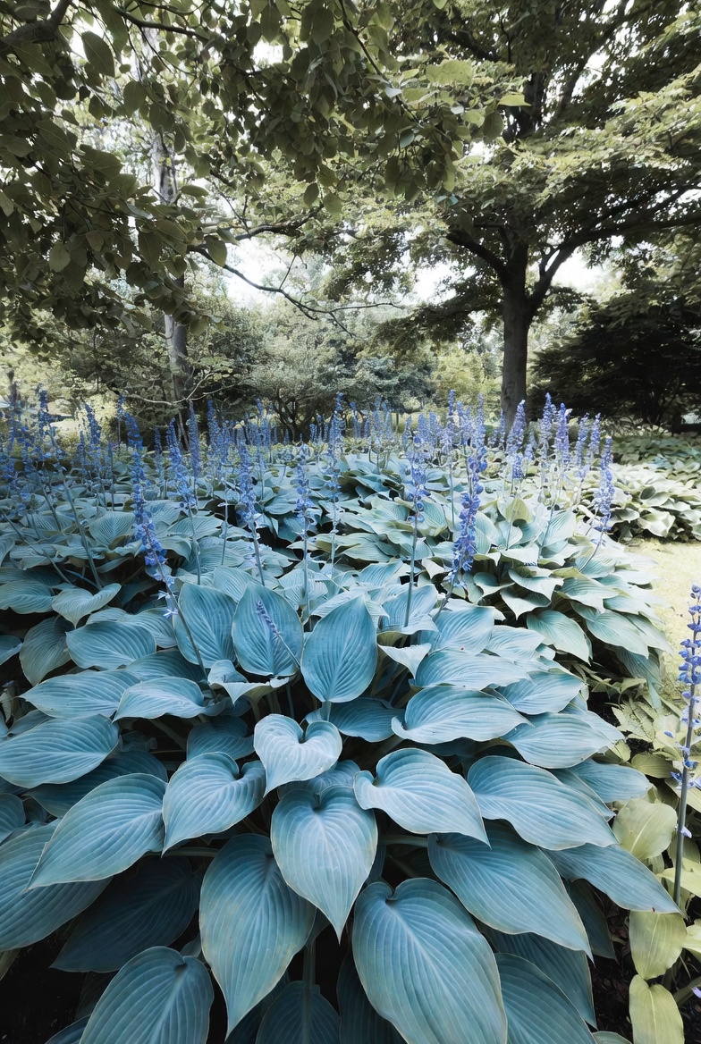 Хоста Halcyon — вид в саду с цветоносами