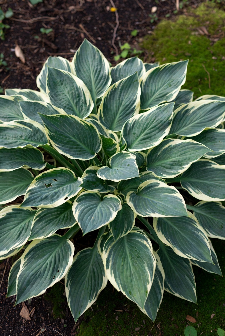 Хоста Patriot в саду — тёмно-зелёные листья с белой каймой