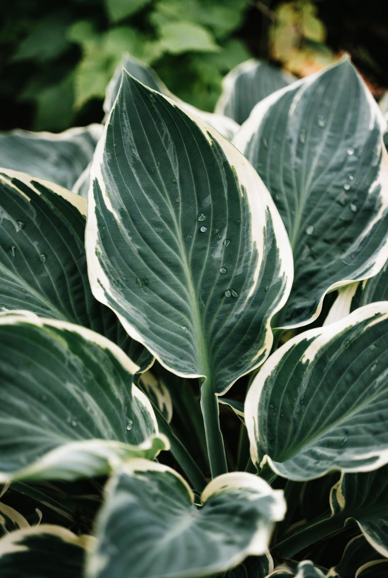 Хоста Patriot крупным планом — белая кайма на листьях