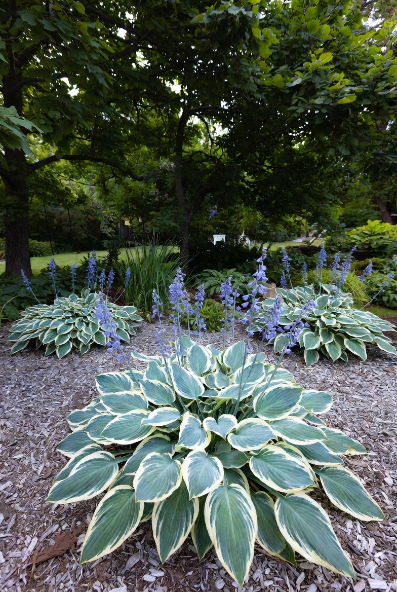 Хоста Patriot — вид в саду с цветоносами