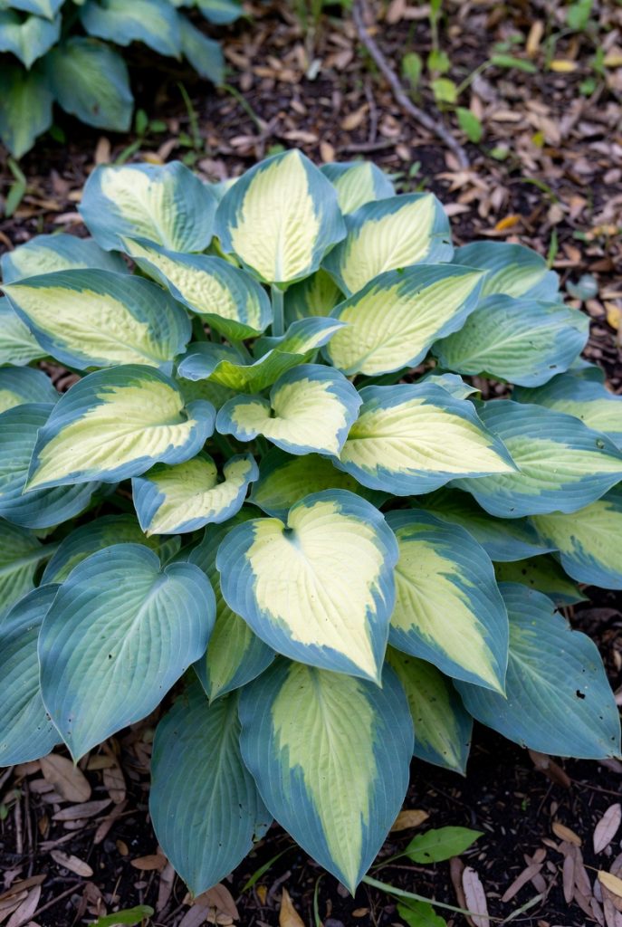 hosta-pauls-glory