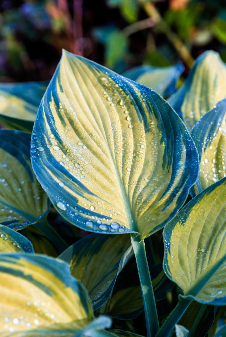 Хоста Paul's Glory крупным планом — золотой центр листьев