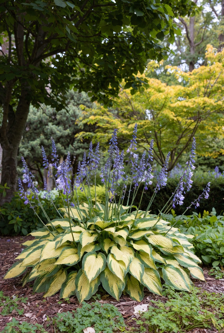 Хоста Paul's Glory — вид в саду с цветоносами