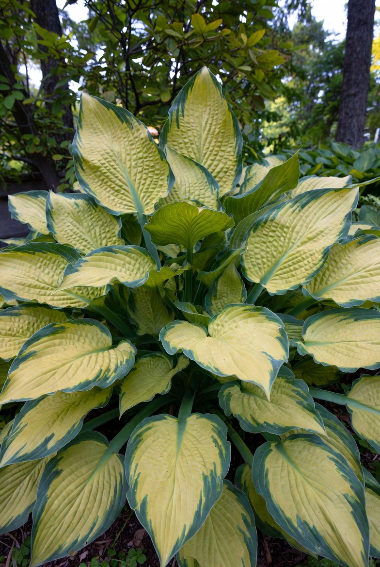 Хоста Paul's Glory крупным планом — текстура и цвет листьев