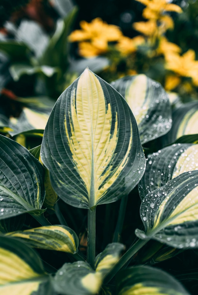 Хоста Striptease крупным планом — золотая полоса на листьях