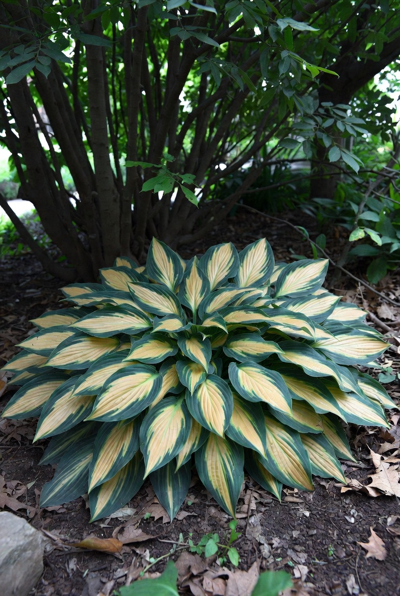 Хоста Striptease крупным планом — текстура и цвет листьев
